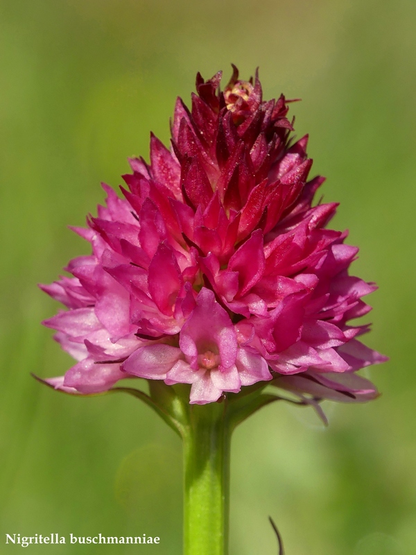 La Nigritella widderi nelle Dolomiti di Brenta.